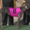 Hobby gets five winners at Cannington including Lew Dorsa heats double