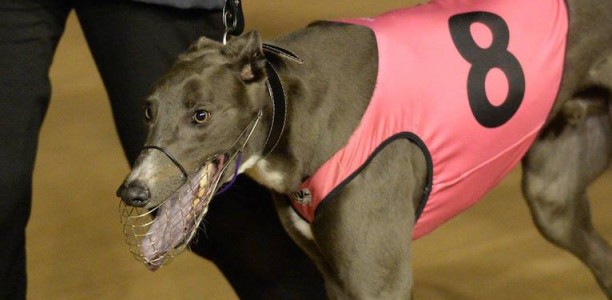 Jimmy Newob out to break group race hoodoo in Horsham Cup