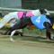 Victorian breeder flies high on Australian Cup night