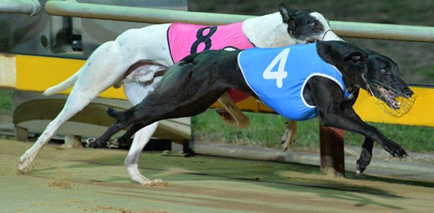 Victorian breeder flies high on Australian Cup night