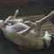 Retired greyhound races into the hearts of his forever home