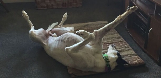 Retired greyhound races into the hearts of his forever home