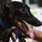 Queen of Albion Park retired after 45th career win