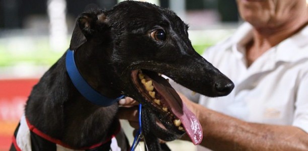 Queen of Albion Park retired after 45th career win