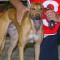 Bravo Hones in on Easter Egg after Richmond Derby win