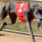 Jimmy Newob ends group race drought in Horsham Cup