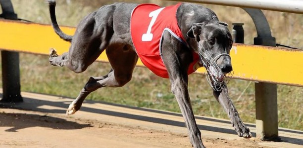 Jimmy Newob ends group race drought in Horsham Cup