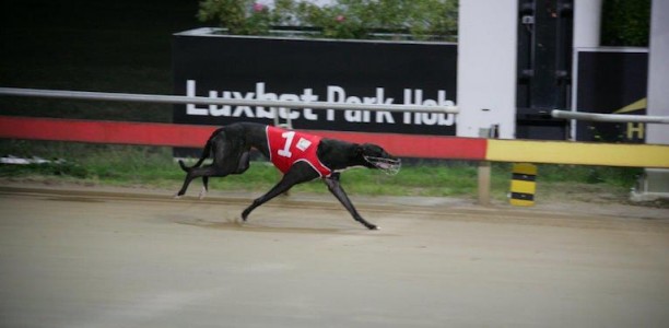 Elsey Gregg hits purple patch of form at Hobart