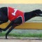 Beast ready to unleash in Group 2 Launching Pad heats