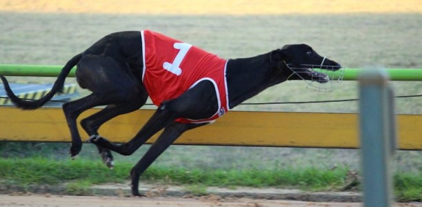 Beast ready to unleash in Group 2 Launching Pad heats