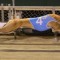 NZ star sprinter Swimming Goat retired