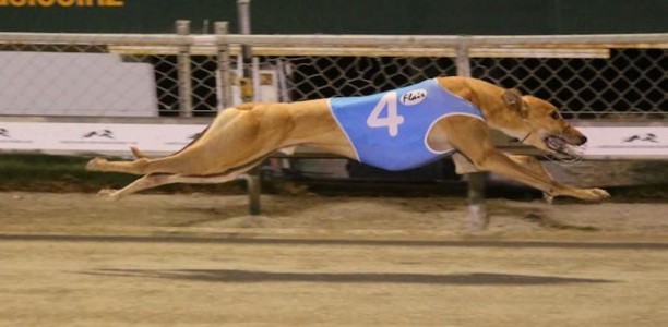 NZ star sprinter Swimming Goat retired