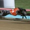 Bonnie Beauty makes brilliant staying debut at The Meadows
