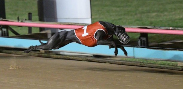 Bonnie Beauty makes brilliant staying debut at The Meadows