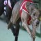 Royal Turbo too slick for rivals in Golden Easter Egg heat
