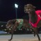 Participant blames RQ for council’s discrimination against greyhounds