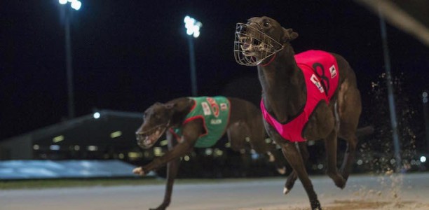 Participant blames RQ for council’s discrimination against greyhounds