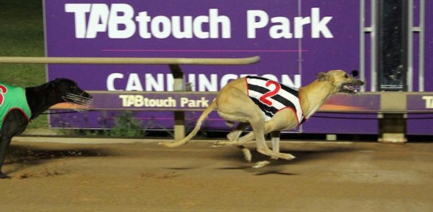 West On Augie salutes in 2018 WA Puppy Classic at Cannington