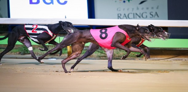 Rasmussen has the numbers to take out Easter Cup