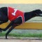 Beast Unleashed ready to Launch in group 2 feature