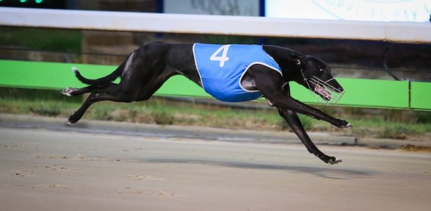 Ashom Monelli takes out Easter Cup at Angle Park