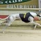 Wise Misty the one to beat in Bogie Leigh Futurity final