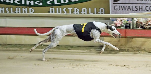 Wise Misty the one to beat in Bogie Leigh Futurity final