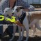Greyhound rehoming strategies need to be more inclusive