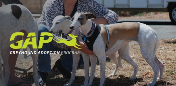 Greyhound rehoming strategies need to be more inclusive