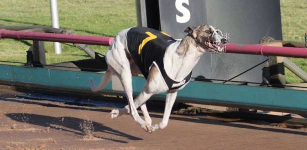 Britton kennelmates lead Sandown Cup markets