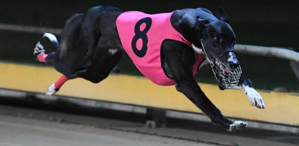 Lightning local out to break 19 year hoodoo