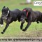 Coursing gaining momentum ahead of Lang Lang meeting