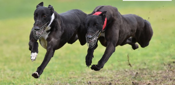 Coursing gaining momentum ahead of Lang Lang meeting
