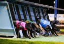 Increased participant returns announced for South Australian greyhounds