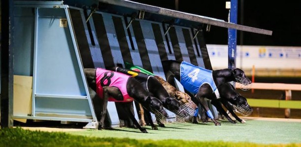 Increased participant returns announced for South Australian greyhounds