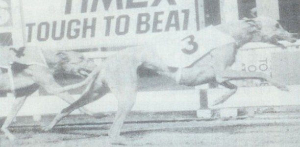Vale Joe Pearl