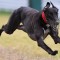 We’re all mates at coursing