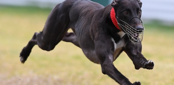 We’re all mates at coursing