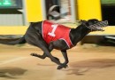 Gawler greyhounds shutdown indefinitely due to major lure breakdown