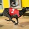 Gawler greyhounds shutdown indefinitely due to major lure breakdown