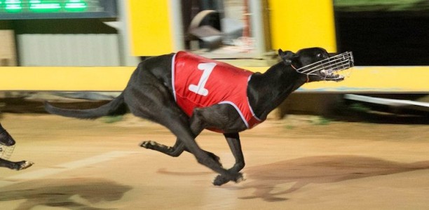 Gawler greyhounds shutdown indefinitely due to major lure breakdown