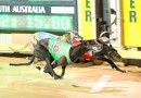 Gawler greyhounds set to resume for Gawler Produce Final raceday