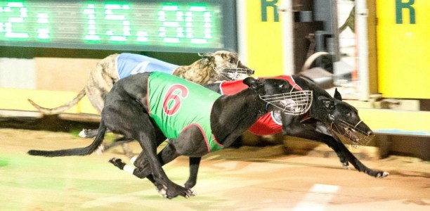 Gawler greyhounds set to resume for Gawler Produce Final raceday