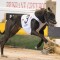 Queensland hopes boosted by favourable Origin box draw