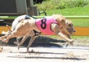 Dan the man helps make Sandown Thursday meetings special