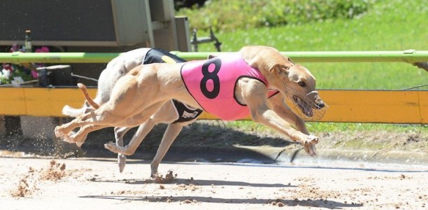 Dan the man helps make Sandown Thursday meetings special