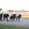 Shepparton greyhounds benefit from Andrews Labor govt support