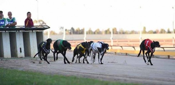 Shepparton greyhounds benefit from Andrews Labor govt support