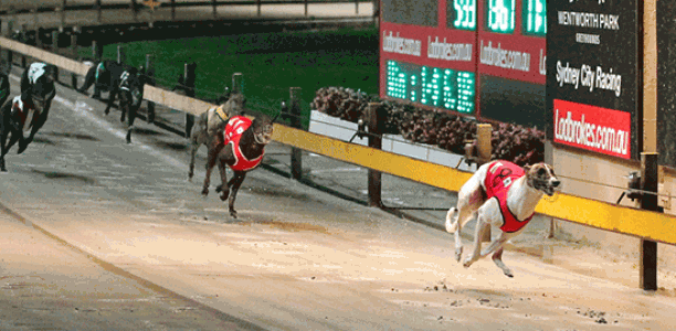 Today’s greyhound racing news back in time
