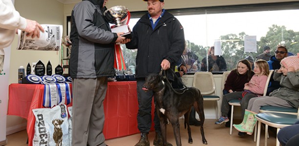 WATERLOO CUP: Bear Left claims coursing’s biggest honour